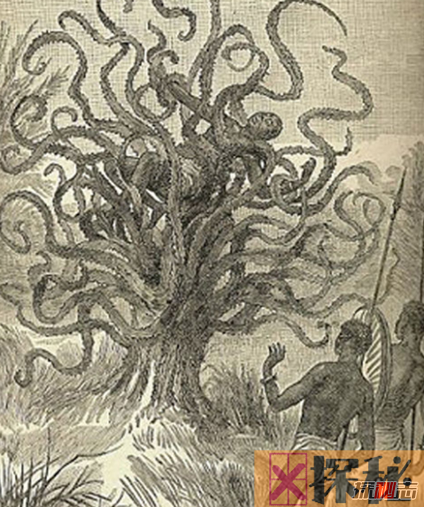 食人树真的会吃人吗?世界上最大的食人树(附图)