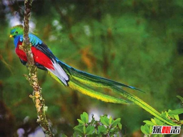 世界上颜值最高的十种鸟 第一很通人性羽毛华丽耀眼