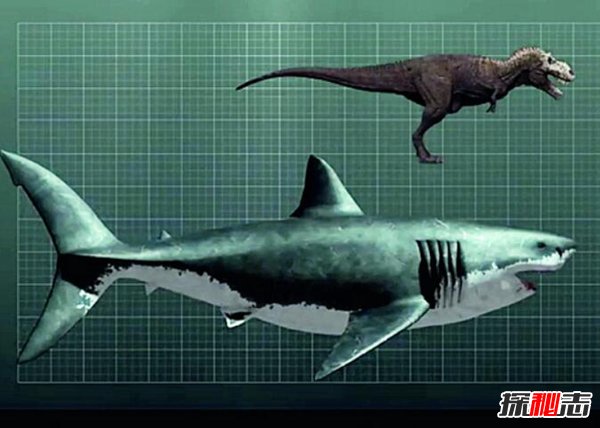 地球最强生物前三名 巨齿鲨咬合力超强海洋霸主