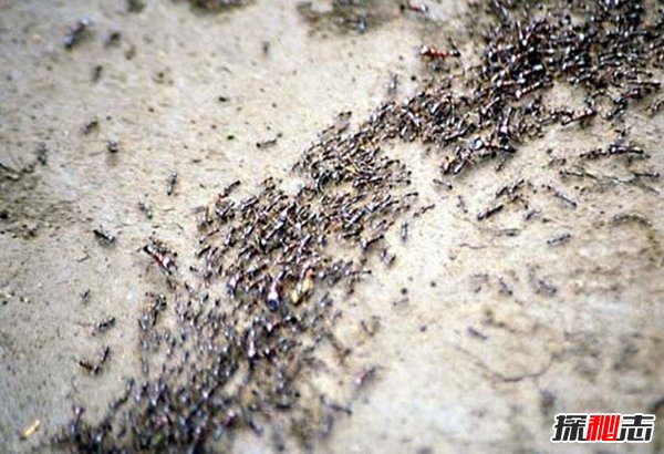 世界上最毒的十大昆虫 第十已致500多人死亡(带图)