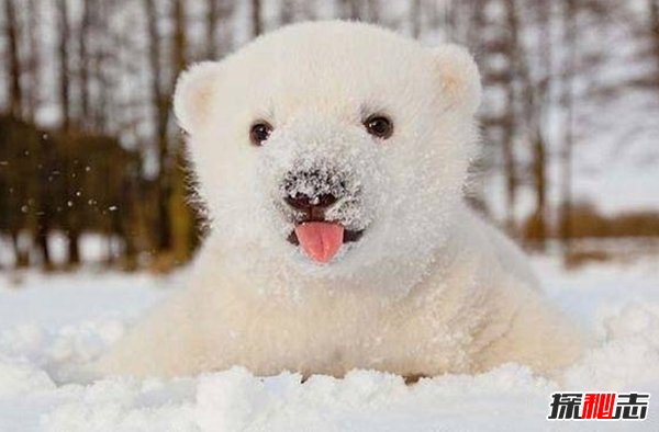 北极熊真的会灭绝吗?揭秘2018北极熊现存数量