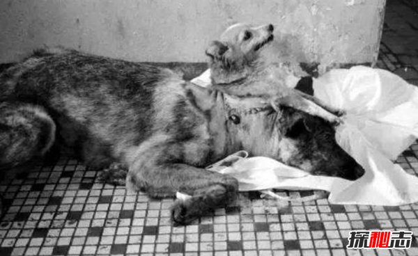前苏联砍了狗头恐怖实验 惊悚双头狗实验揭秘（成功存活）