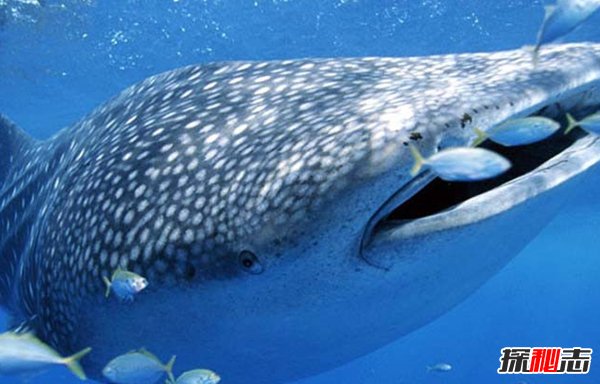 哪些海洋生物濒临灭绝?盘点海洋最珍惜的10大鱼类
