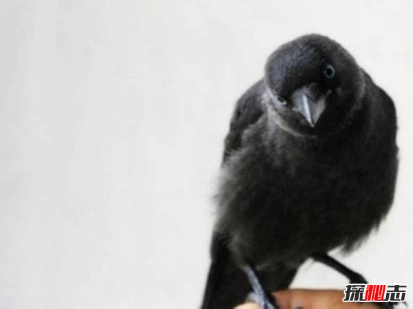 世界上最聪明的鸟 秃鼻乌鸦智商超高相当亲人