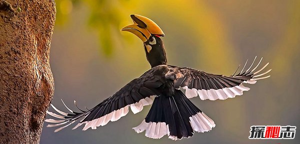 世界上颜值最高的十种鸟 第一很通人性羽毛华丽耀眼