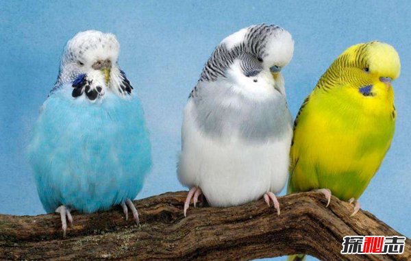 世界十大笼养鸟 适合养在家里的鸟儿有哪些