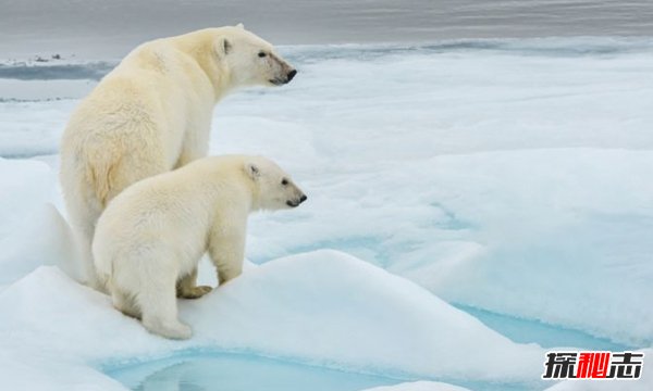 北极熊真的会灭绝吗?揭秘2018北极熊现存数量