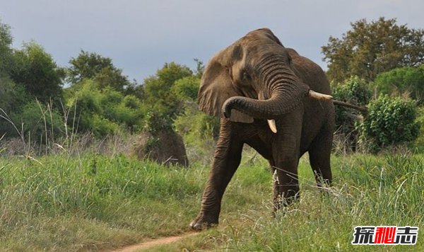 非洲什么动物有名?盘点非洲10种最危险的动物(别招惹)