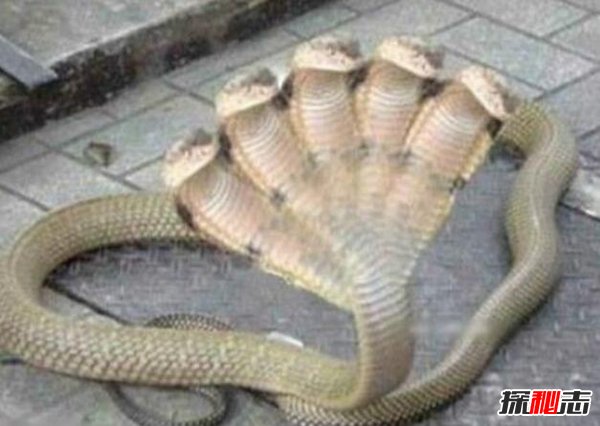 多头蛇真实照片揭秘 世界上真的有多头蛇存在吗