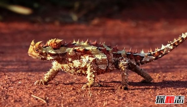 世界上十大最凶猛的蜥蜴 澳洲魔蜥排第五,第二伪装高手