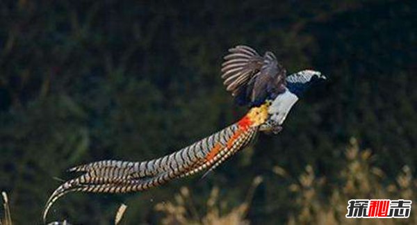 最像凤凰的五种鸟 第二身姿优雅第五尾巴可达12米长