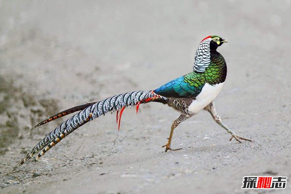 世界上最漂亮的鸟 第一长相特别最后酷似凤凰尾羽华丽