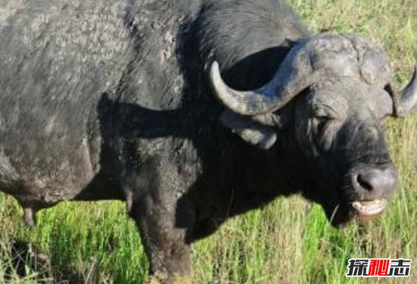 非洲什么动物有名?盘点非洲10种最危险的动物(别招惹)