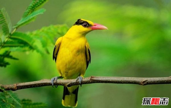 世界十大笼养鸟 适合养在家里的鸟儿有哪些