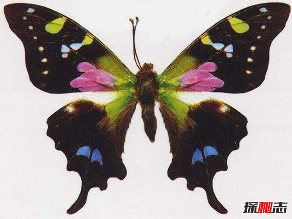 颜色丰富的蝴蝶：三色青凤蝶 对称之美令人着迷