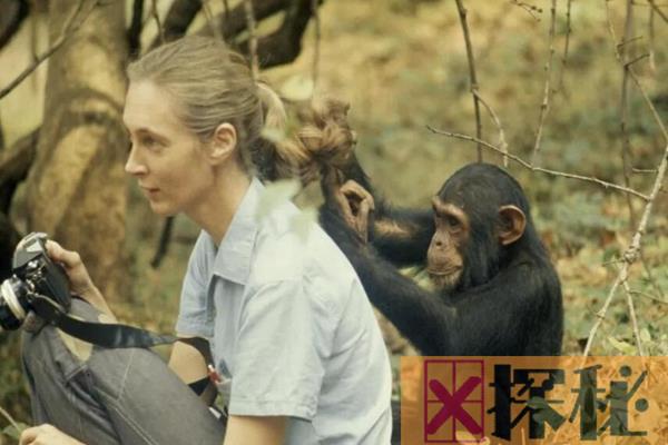 知名动物学家：珍妮·古道尔：陪伴黑猩猩38年(最懂猩猩)