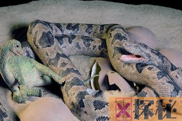 十大传说巨蛇：口吞恐龙的沃那比蛇仅第四 第一身长15米