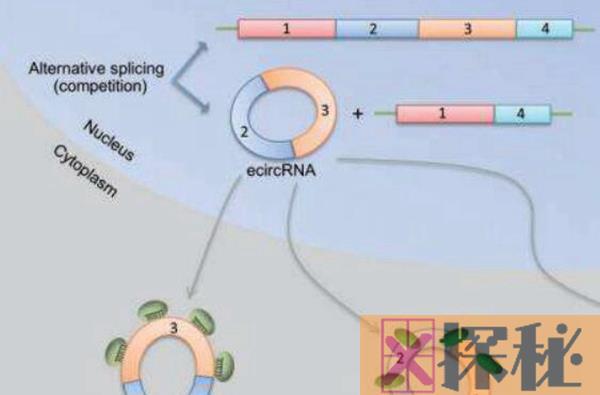RNA世界假说的内容 RNA世界假说的提出和解密