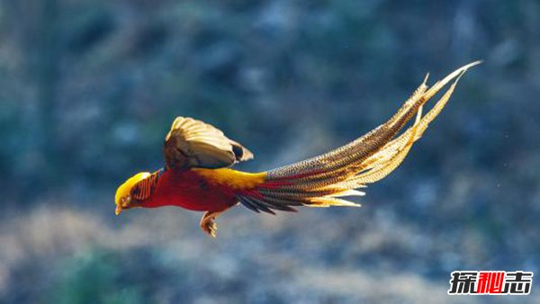 最像凤凰的五种鸟 第二身姿优雅第五尾巴可达12米长