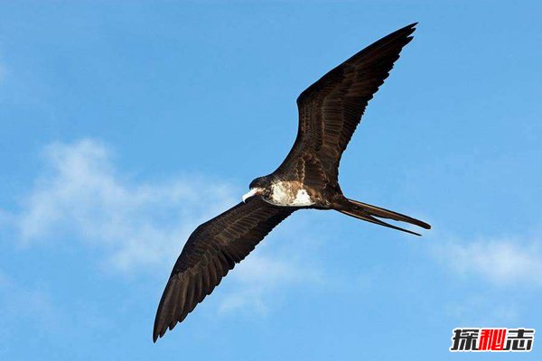 世界上速度最快的十种鸟 第一体型庞大最快可达389公里/时