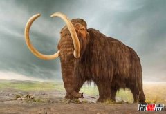 世界上最强大的五种古生物 猛犸象牙齿巨大酷似獠牙