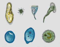原生生物和原核生物 简单区分解答两种生物的区别