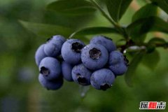 盘点富含花青素的水果 蓝莓有着强大的抗衰老功效