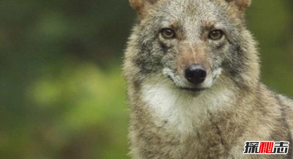 郊狼与狼有什么区别?关于郊狼的10大科普知识
