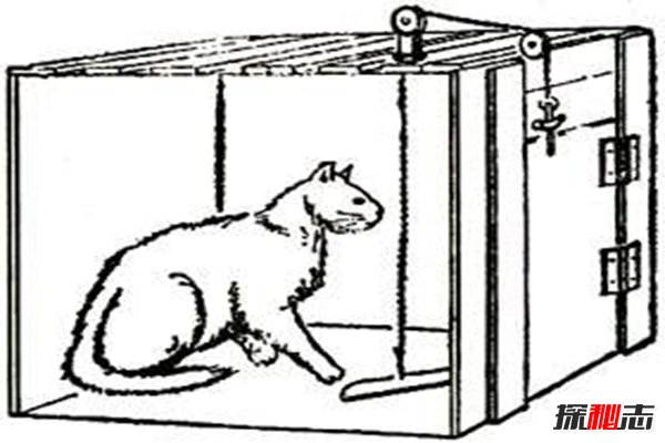 桑代克饿猫迷笼实验是什么？揭秘学习的本质(附结论)
