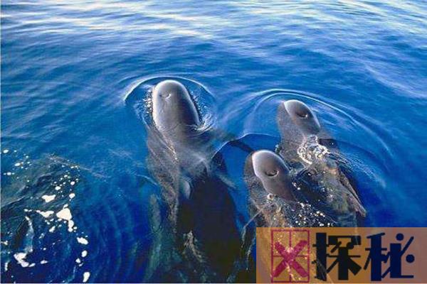 领航鲸虎鲸哪个厉害?南极虎鲸以蓝鲸为食(海中霸王)