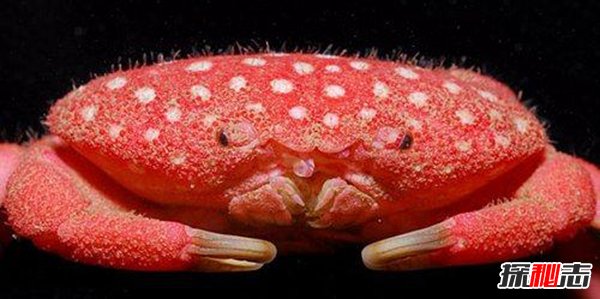 世界上罕见的神秘物种 螃蟹酷似草莓长满白点
