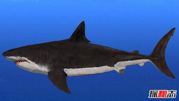 虎鲸的祖先赢了巨齿鲨？巨齿鲨和虎鲸比谁更厉害
