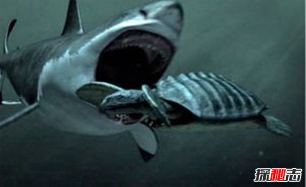 梅尔维尔鲸大战巨齿鲨 顶级掠食者名号花落谁家