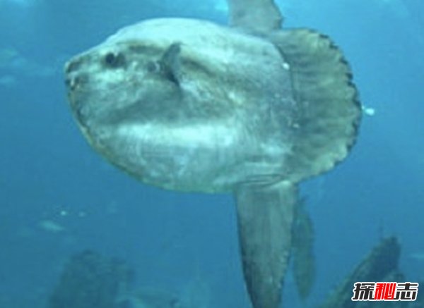 深海里的生物越深越可怕?揭秘深海里可怕的十大生物