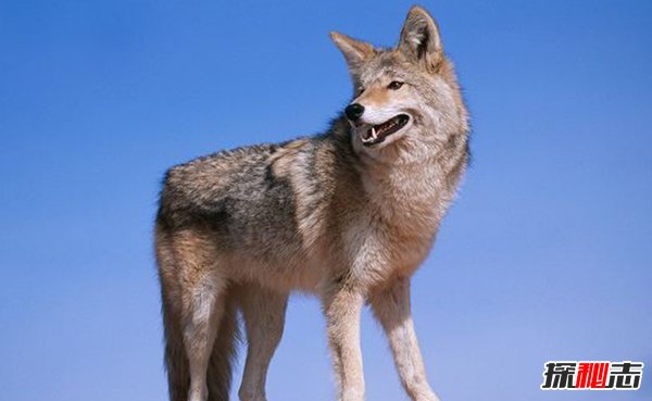 郊狼与狼有什么区别?关于郊狼的10大科普知识