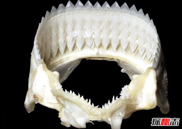 什么动物的牙最奇怪?十大牙齿最奇特的动物(头皮发麻)