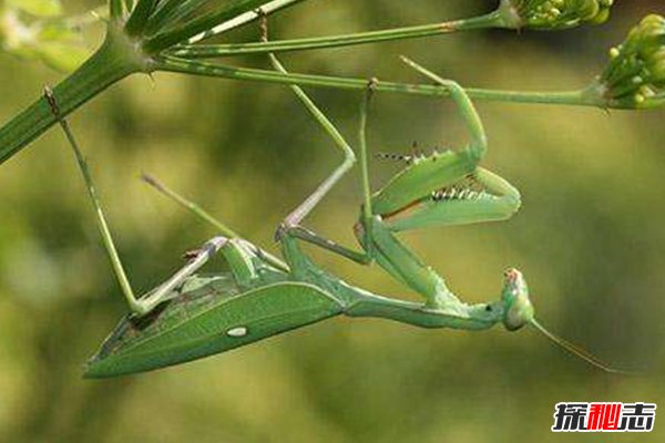绿巨螳螂vs巨人蜈蚣