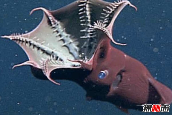 深海十大被发现的新物种 第三伪装大师,第一大小堪比汽车