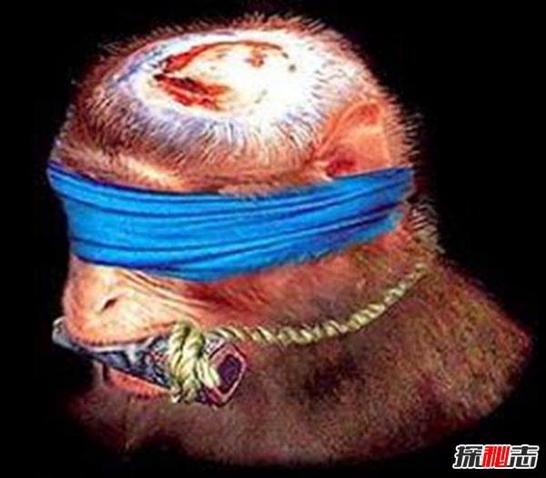 活吃猴脑过程图片揭秘 吃完猴脑猴子还是活的？