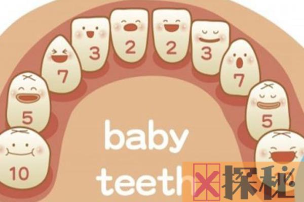 人类为什么有乳牙和恒牙?人一生换两次牙(符合骨骼生长)