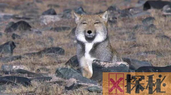 藏狐是种什么样的动物?为什么说藏狐精神污染