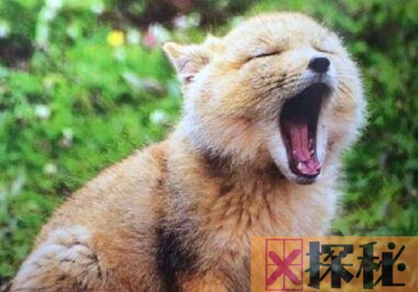 藏狐是种什么样的动物?为什么说藏狐精神污染