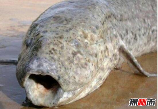 非洲杜兹肺鱼，一条忍着不死的鱼(不存在)