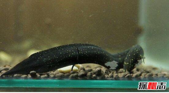 非洲杜兹肺鱼，一条忍着不死的鱼(不存在)
