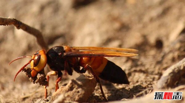 世界五大毒蜂：第一杀人蜂一口致命（1000多人丧命）