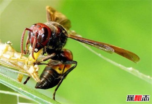 世界五大毒蜂：第一杀人蜂一口致命（1000多人丧命）