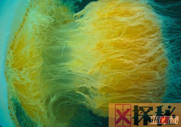 水母的毒性有多强?世界上十大剧毒水母(附图片)