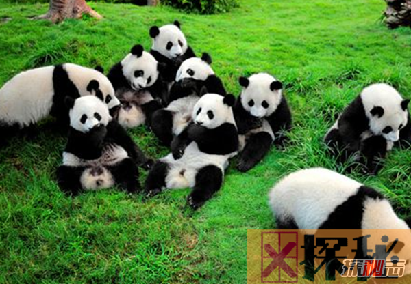 熊猫有趣的地方在哪里？一天大便40次,2/3时间进食