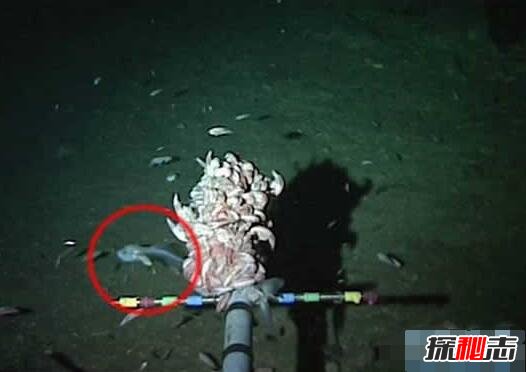 世界上最深的海沟，马里亚纳海沟深度11034米(地球最深处)