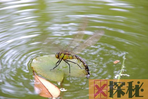 蜻蜓为什么要点水?受精卵在水中才能孵化(繁衍动作)